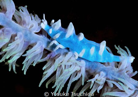Blue Bishamon Shrimp by Yosuke Tsuchida 