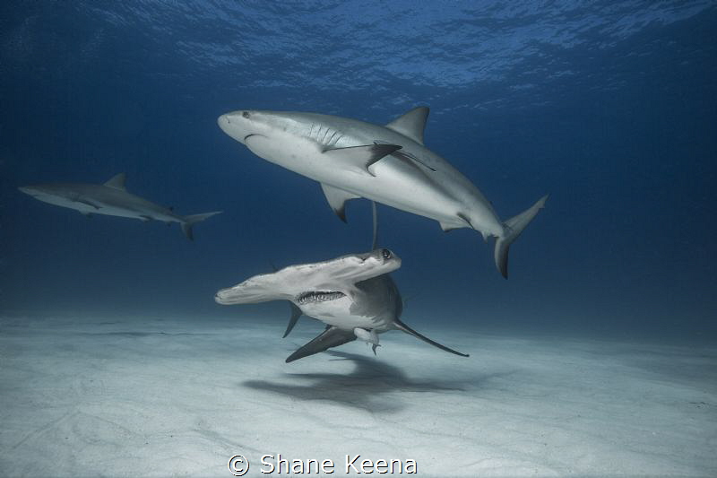 A trio of the oceans predators patrol the sandy banks of ... by Shane Keena 