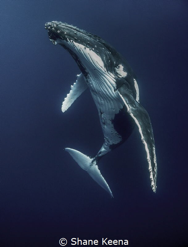 Humpback whale (Megaptera novaeangliae) 
I only had a co... by Shane Keena 