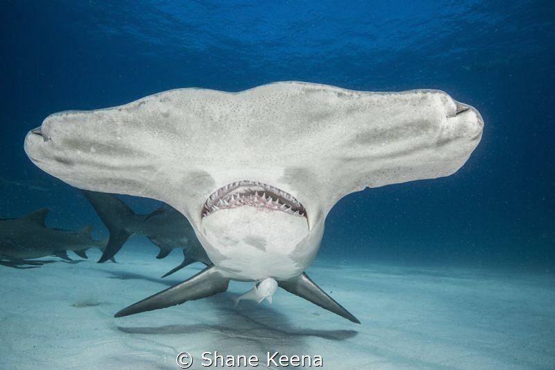 A Great Hammerhead shark (Sphyrna mokarran) named "Patche... by Shane Keena 