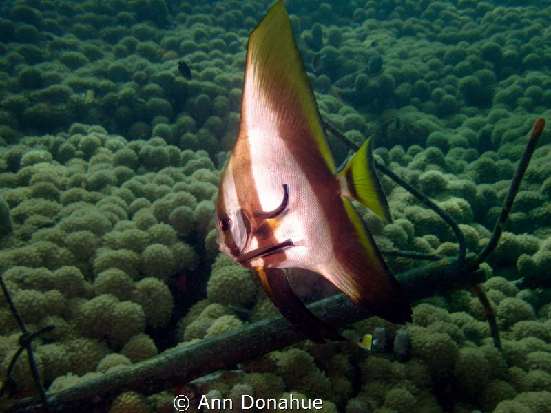 A young Batfish getting a good cleaning in the shallows i... by Ann Donahue 