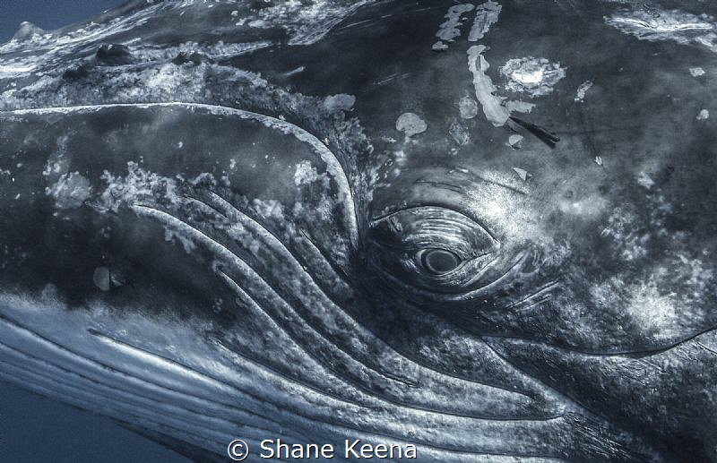 Eye to eye with a humpback whale. by Shane Keena 