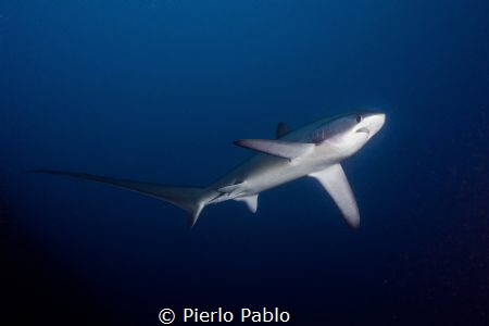 Thresher shark at Cagayan Islands on board Seadoors Livea... by Pierlo Pablo 