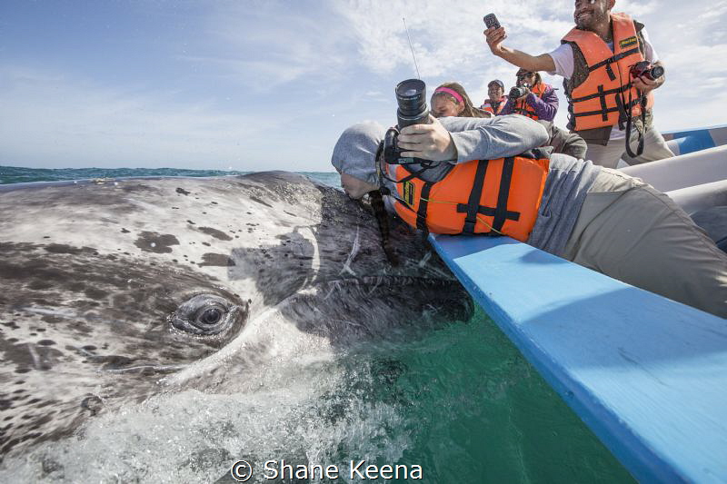 A long awaited first kiss on a friendly gray whale calf i... by Shane Keena 