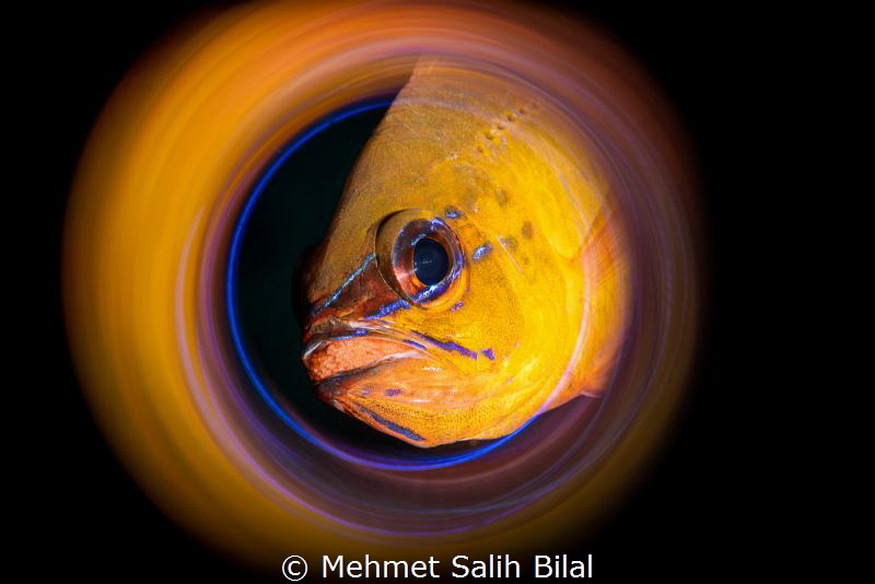 Cardinal fish with eggs. by Mehmet Salih Bilal 