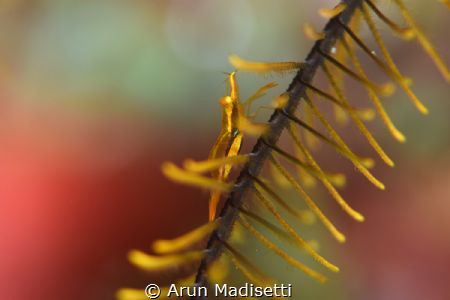 Crinoid shrimp at home by Arun Madisetti 