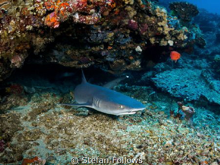 Hanging - Whitetip Reef Shark - Triaenodon obesus - Gilli... by Stefan Follows 