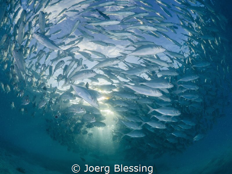 Jackfish with dappled light before sunset by Joerg Blessing 