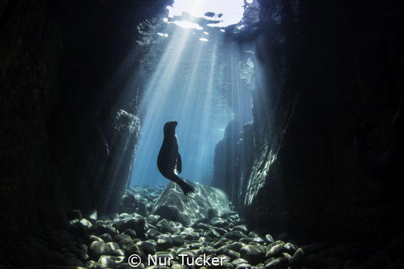 LA Paz, Los Islotes in Mexico. A protected sea lion colon... by Nur Tucker 