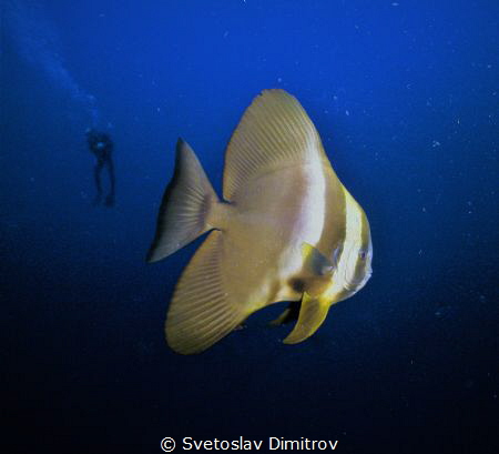 As usually, this curious bat fish come to see what we do.... by Svetoslav Dimitrov 