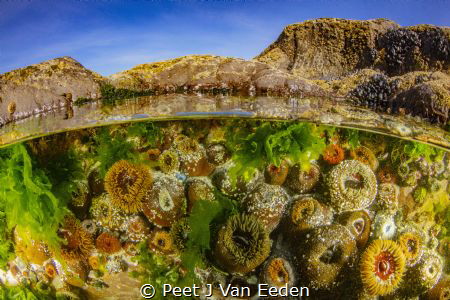 The Tidal Pool by Peet J Van Eeden 