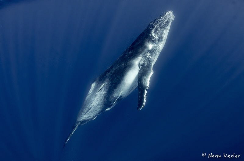 Magical world swimming with Humpback Whales in Tonga. by Norm Vexler 