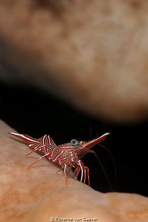 hinge-back shrimp by Florence Van Gaever 