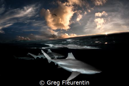 Black tip sharks against the sunset by Greg Fleurentin 