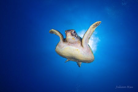 Flying sea turtle by Julian Hsu 