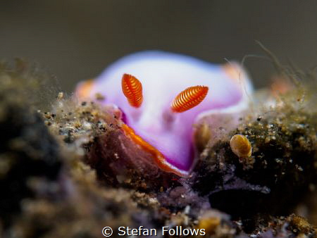 Melt- Nudibranch - ID Please -  Padagbai, Bali, Indonesia by Stefan Follows 