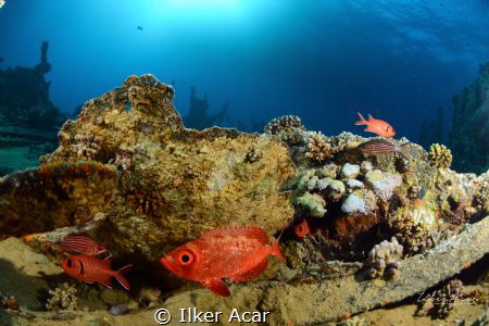 fish n wreck by Ilker Acar 