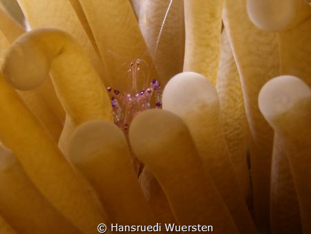 Sarasvati Anemone shrimp - Ancylomenes sarasvatii in Anemone by Hansruedi Wuersten 