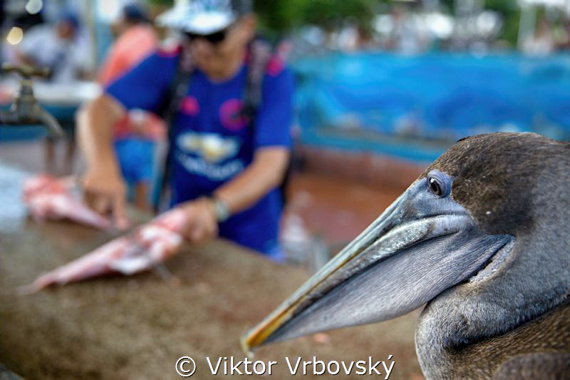 At the Galapagos Fish Market. Fishermen have many fans he... by Viktor Vrbovský 