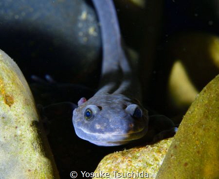 Odaigahara Salamander/Hynobius Boulengeri by Yosuke Tsuchida 
