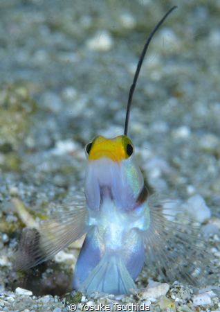 Pop Out/Filament Finned Shrimp Goby showed up from the hole. by Yosuke Tsuchida 