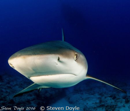 Reef shark Exuma by Steven Doyle 