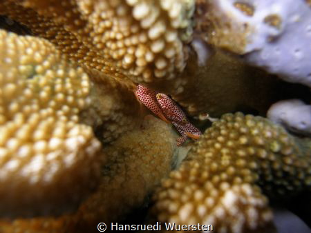 Spotted Anemone Porcelain Crab - Neopetrolisthes maculatu... by Hansruedi Wuersten 