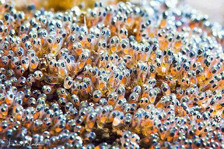 Saddleback Anemonefish Eggs.  Photographed with a Canon 6... by Laurie Slawson 