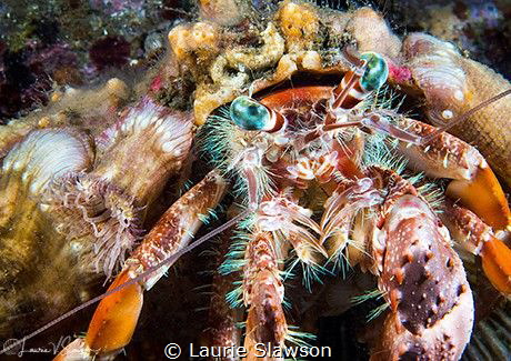 Anemone Hermit Crab/Photographed with a 60 mm macro lens by Laurie Slawson 