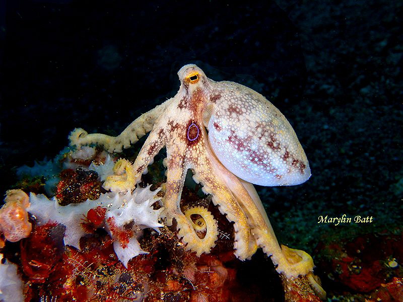 Beautiful Ocellate Octopus, resting on a rock. by Marylin Batt 