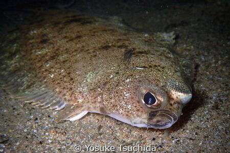 Whats Up?/Looks like flatfish want me to do something but... by Yosuke Tsuchida 