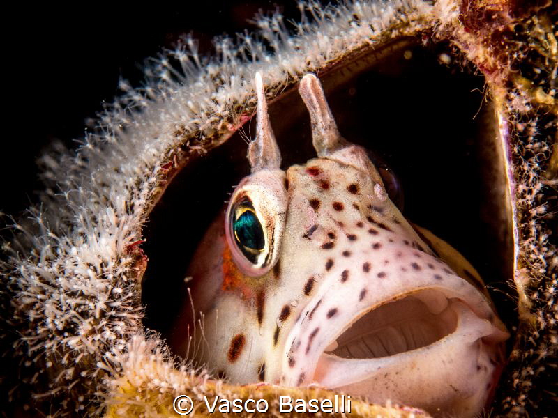 Small blenny in an empty barnacle by Vasco Baselli 