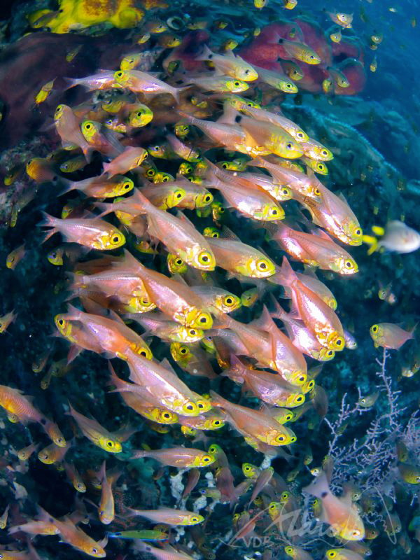 eyes in yellow by Marc Van Den Broeck 