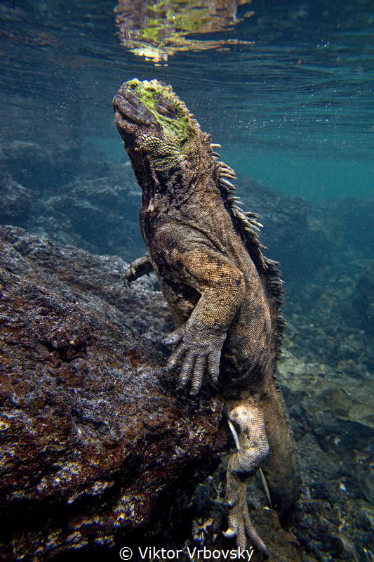 Return from deep - Marine iguana (Amblyrhynchus cristatus... by Viktor Vrbovský 