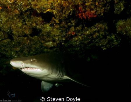 Ragged tooth Durban by Steven Doyle 