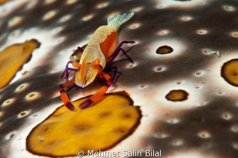 Imperial shrimp on the sea cucumber. by Mehmet Salih Bilal 