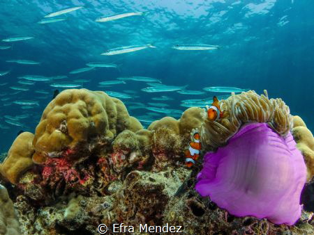 A couple of clownfish in their anemone and a school of ba... by Efra Mendez 