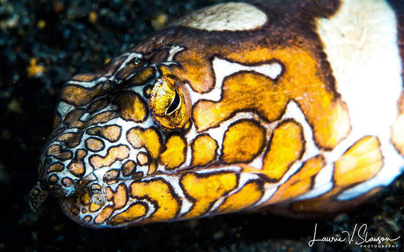 Napolean snake eel/photographed with a 60 mm macro lens a... by Laurie Slawson 
