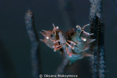 Two Dragon Shrimps (Miropandalus hardingi)
Anilao, Phili... by Oksana Maksymova 