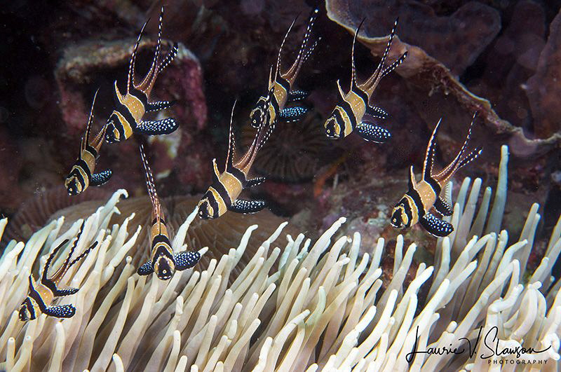 Banggai cardinal fish/Photographed with a 60 mm macro len... by Laurie Slawson 