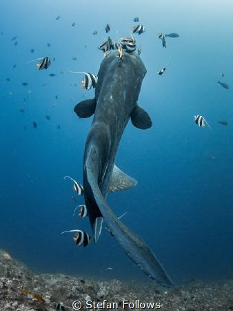 Angles - Bump-Head Sunfish - Mola alexandrini - Gilli Mim... by Stefan Follows 
