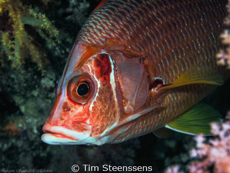 This longjaw squirlfish  was rather shy, but couldn't res... by Tim Steenssens 