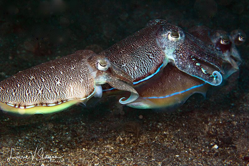 Cuttlefish Quadruplets/Photograph of four cuttlefish in L... by Laurie Slawson 