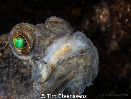 Gobiidae portrait. Close, closer, closest. by Tim Steenssens 