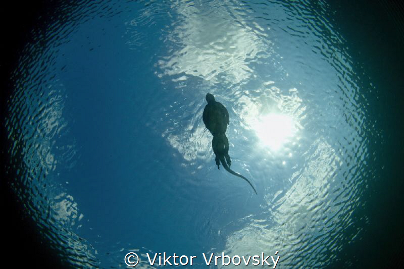 Marine iguana (Amblyrhynchus cristaus) i snells window by Viktor Vrbovský 