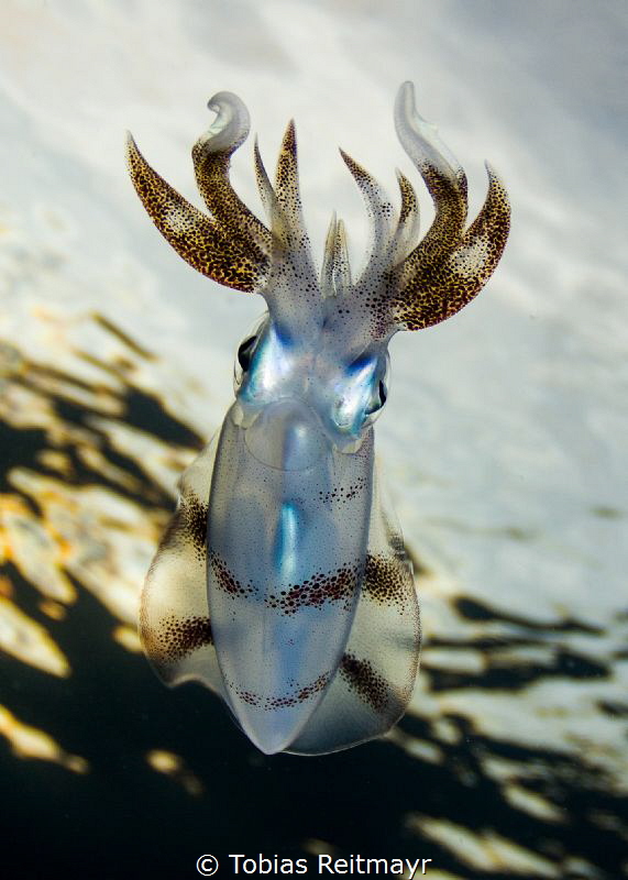 Reef squid at dusk by Tobias Reitmayr 