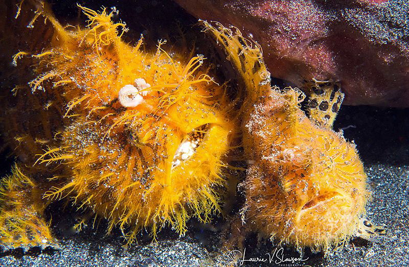Wow, What A Party!/Striated frogfish photographed with 60... by Laurie Slawson 