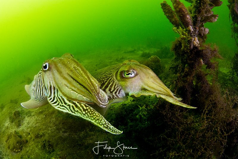 Cuttlefish, Oosterschelde, Zeeland, The Netherlands by Filip Staes 