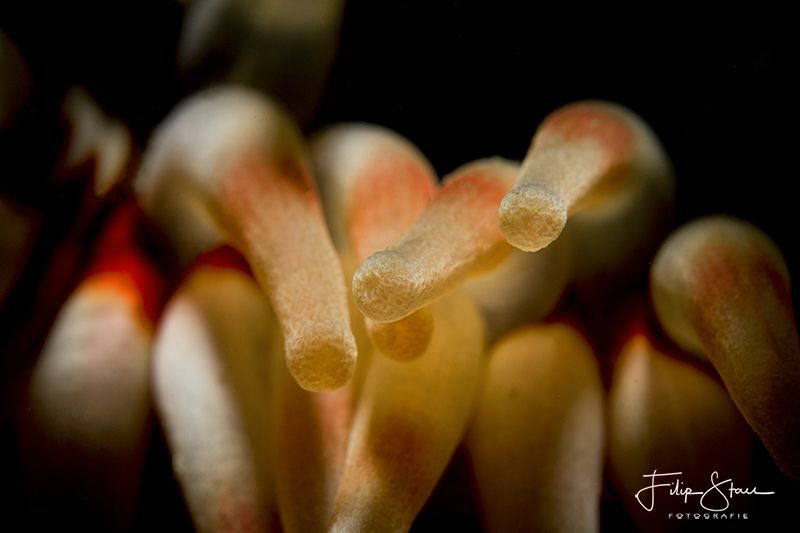 Dahlia anemone (Urticina felina), Lake Grevelingen, Zeela... by Filip Staes 