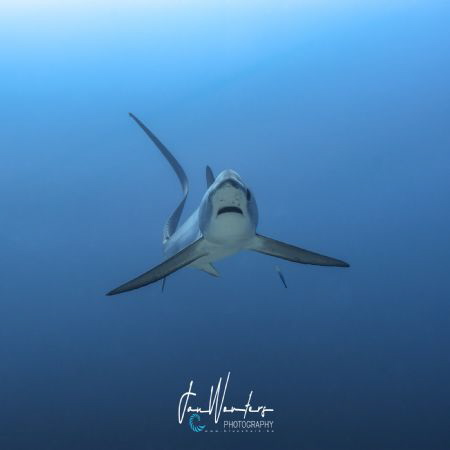 Pelagic Thresher Shark (Alopias pelagicus) by Jan Wouters 